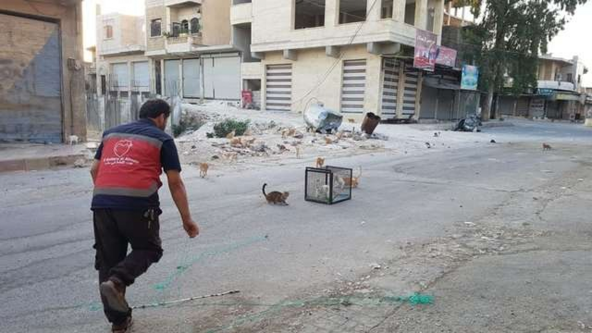 Illustration : "Des dizaines de chats évacués d’une ville syrienne bombardée"