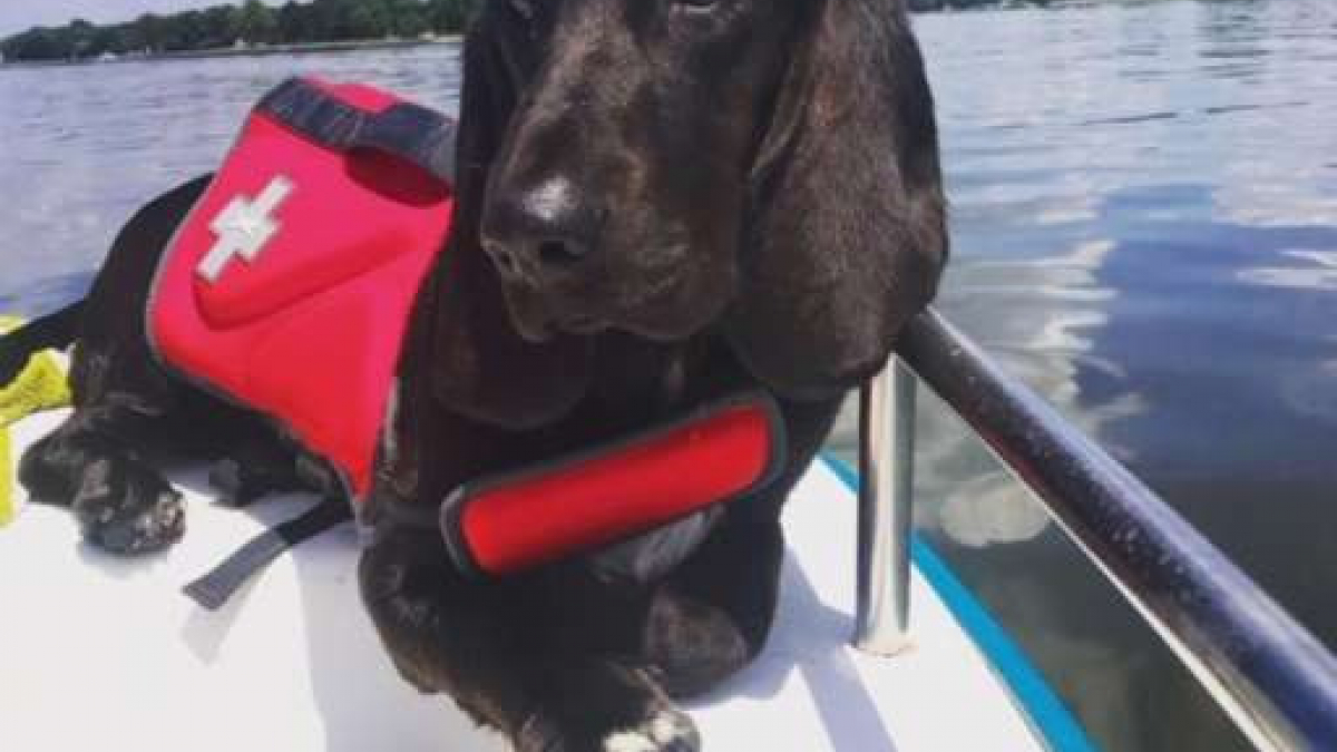 Illustration : "(Vidéo) Pour ne pas avoir à rentrer de promenade ce chien meurt à chaque fois !"