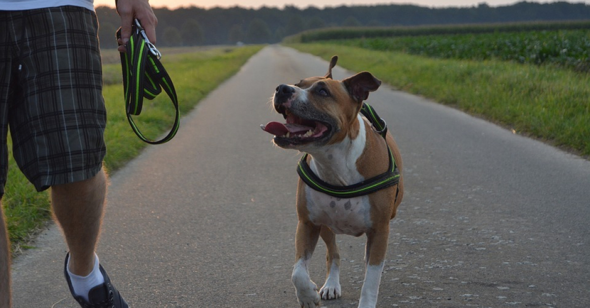 Un homme mordu par un chien dans la cour de son immeuble