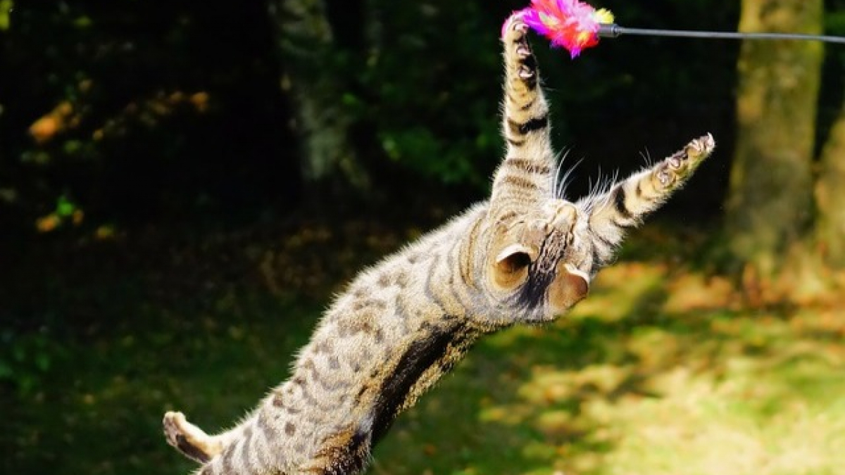 Illustration : "Si nos chats sont si agiles, c'est tout simplement parce que ce sont les rois de la physique ! "