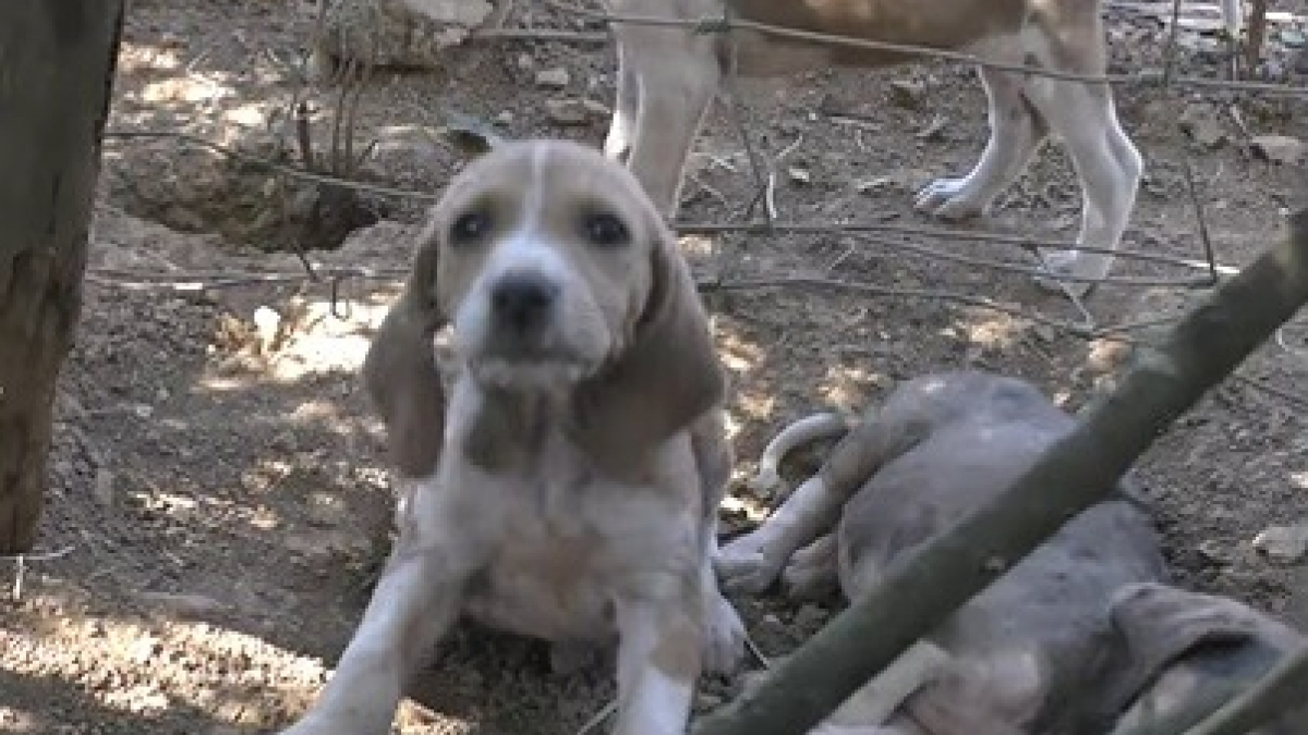 Illustration : "One Voice publie une seconde vidéo dénonçant un élevage de chiens de chasse en Dordogne"