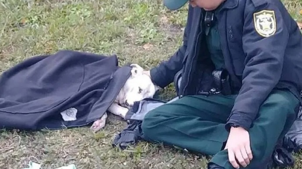 Illustration : "La photo d’un policier resté auprès d’un chien blessé devient virale"