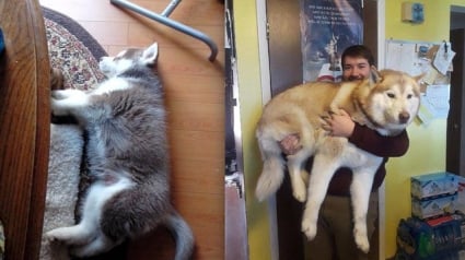 Illustration : 15 photos avant / après de chiots devenus trop vite, de superbes chiens adultes