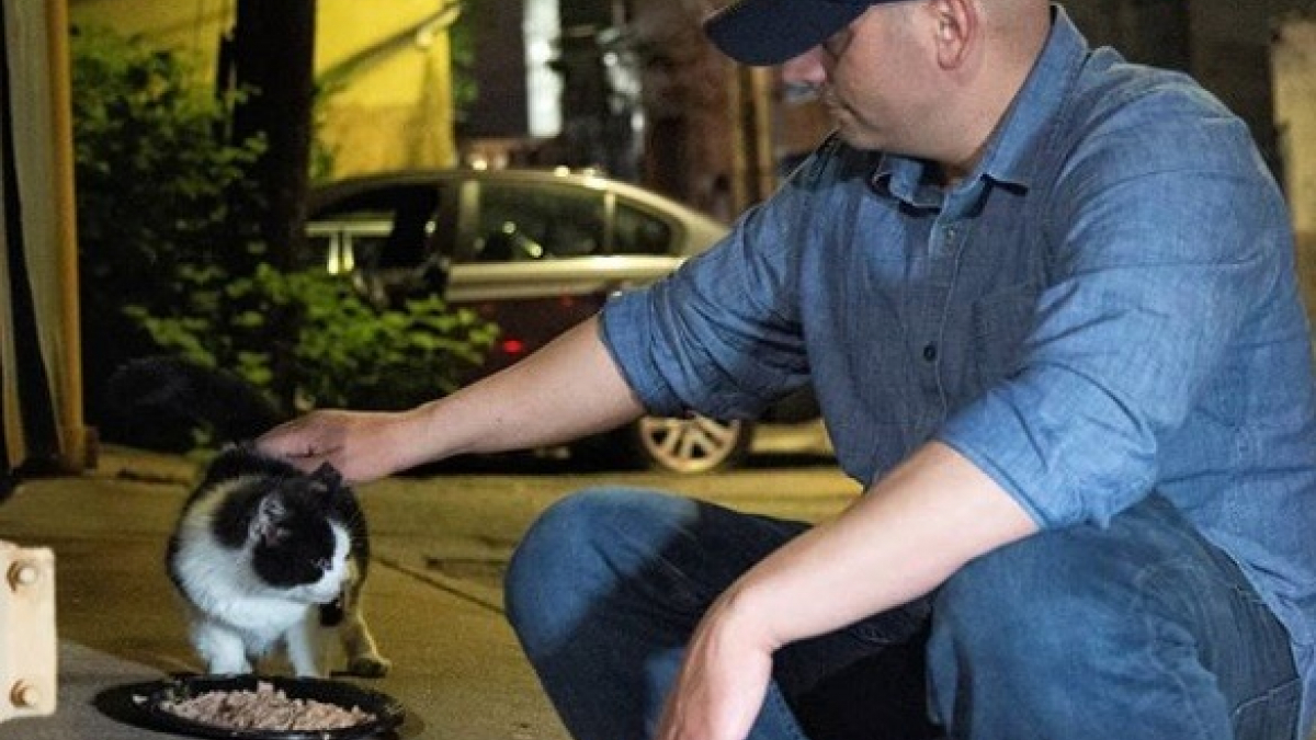 Illustration : "Toutes les nuits, cet homme sillonne les rues de New York pour nourrir les chats errants"