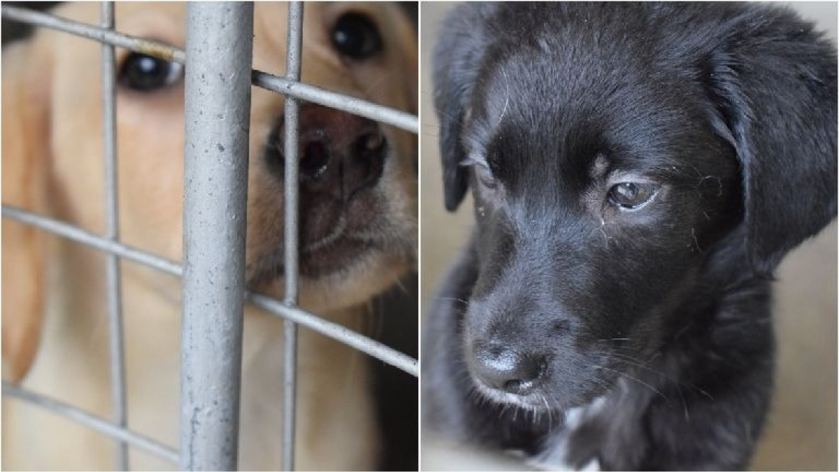 Illustration : "Une soixantaine de chiens sauvés d’un élevage de masse en Ecosse"