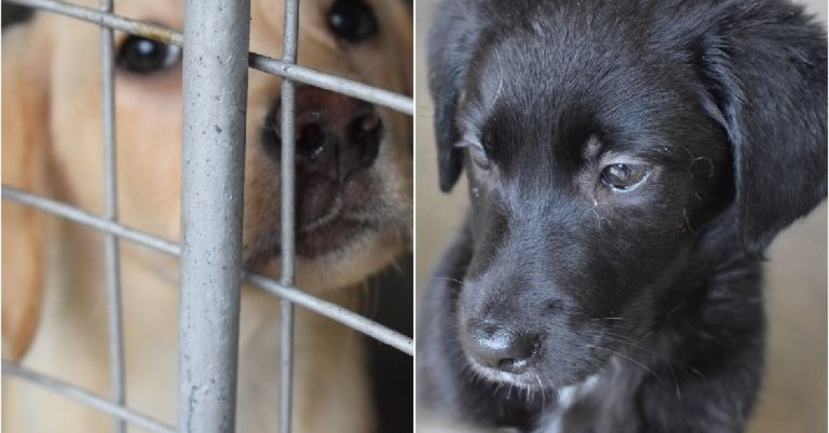 Une soixantaine de chiens sauvés d’un élevage de masse en