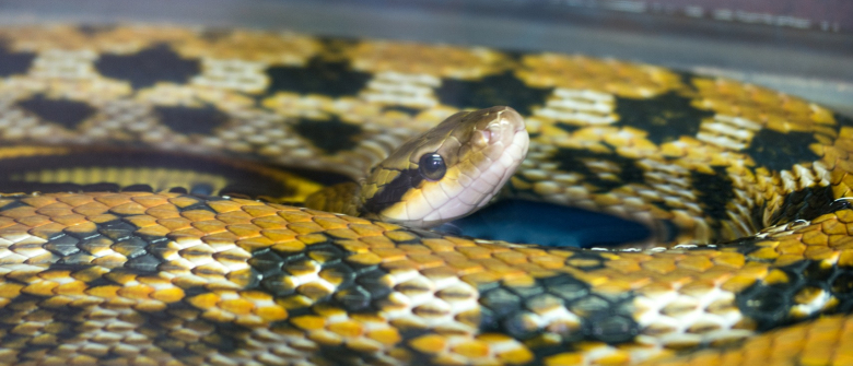 Illustration : "Faire garder son serpent"