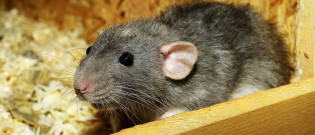 Illustration : "Faire garder son rat"
