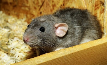 Illustration : "Faire garder son rat"