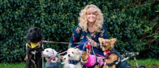 Illustration : "Personne ne voulait de ces 27 chiens, cette dame les a tous accueillis ! "