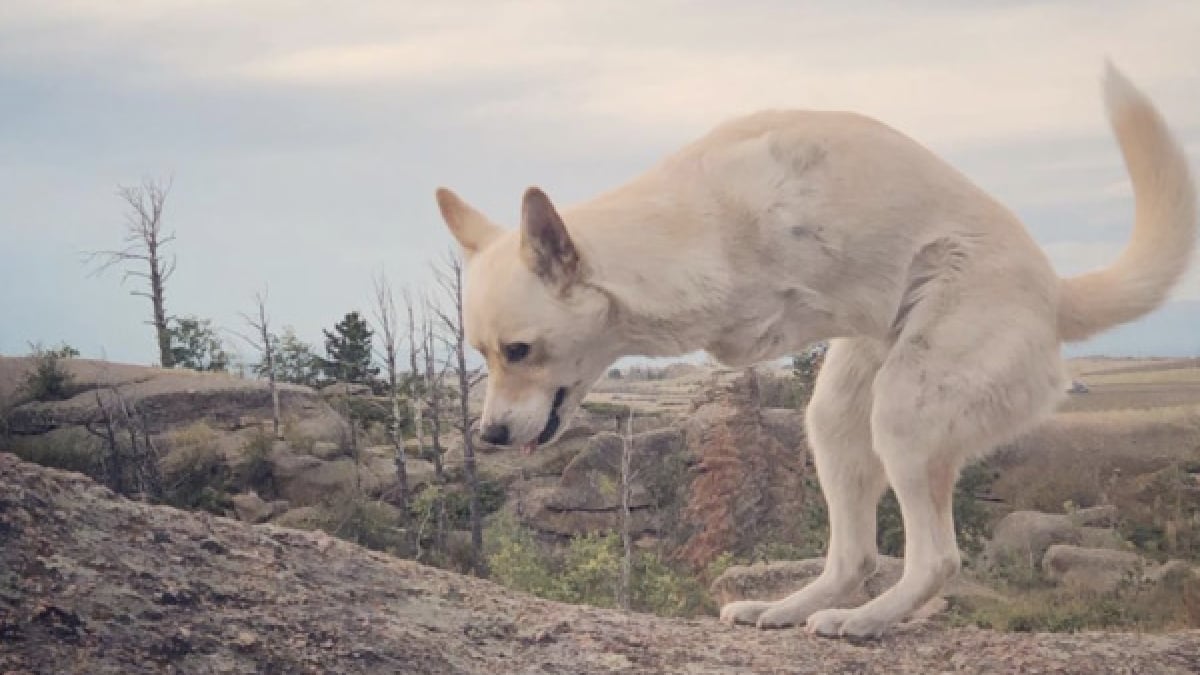 Illustration : "Privé de ses 2 pattes avant, Gus est devenu un chien épanoui grâce à sa maîtresse"