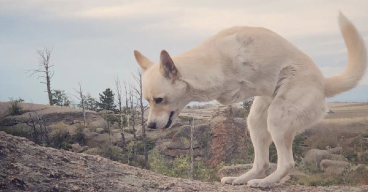Privé de ses 2 pattes avant, Gus est devenu un chien épanoui grâce 