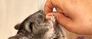 Illustration : "Faire garder son chinchilla"