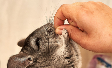 Illustration : "Faire garder son chinchilla"