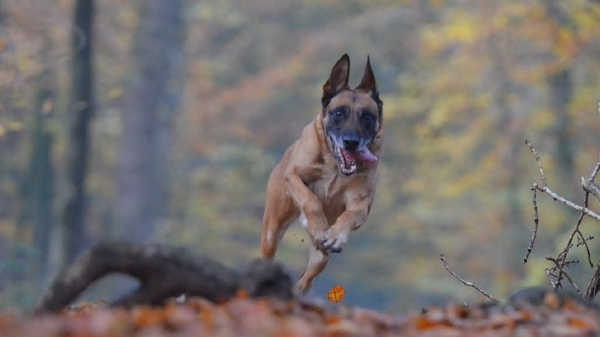 Illustration : "En un an, un octogénaire a été mordu à 3 reprises par le chien du voisin, il dépose une plainte !"