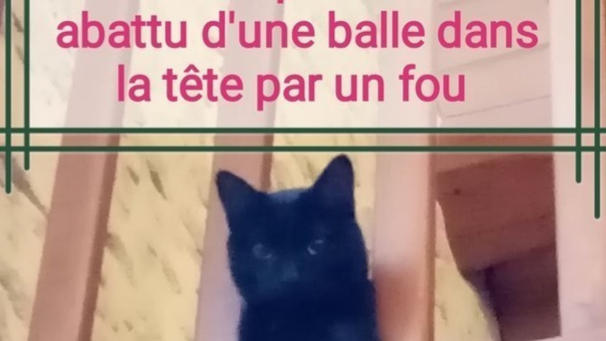 Illustration : "Il tue le chat de la voisine au fusil parce que 