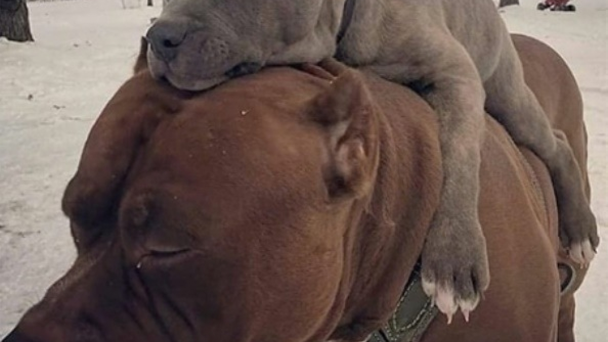 Illustration : "20 photos de chiens Pitbulls qui illumineront votre journée"