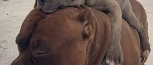 Illustration : "20 photos de chiens Pitbulls qui illumineront votre journée"