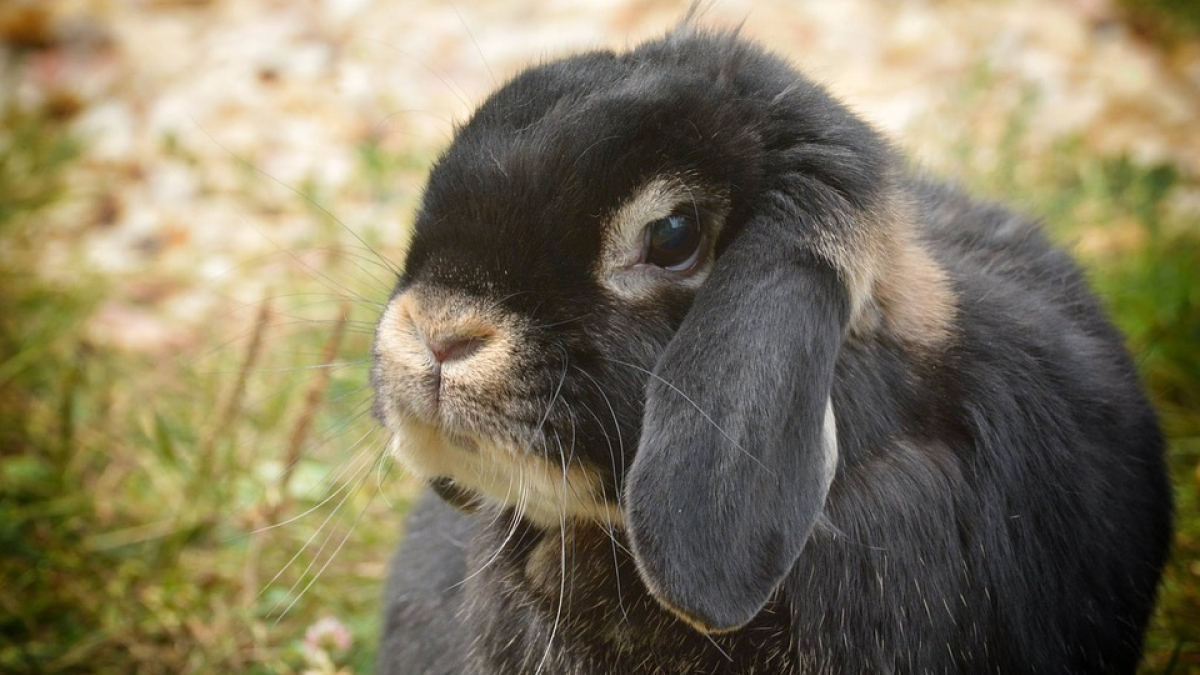 Illustration : "Les lapins béliers plus sensibles aux troubles auditifs et dentaires que les autres lapins, selon une étude"