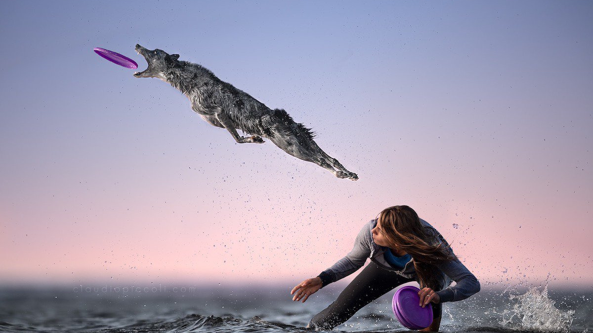 Illustration : "10 photos incroyables de chiens acrobates attrapant un frisbee en plein vol !"
