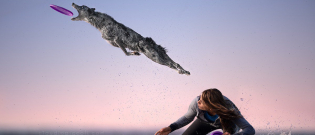 Illustration : "10 photos incroyables de chiens acrobates attrapant un frisbee en plein vol !"
