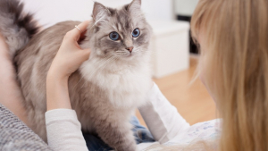Illustration : Les antiparasitaires pour chats et chiens mis à l’index par une étude sur les pesticides domestiques