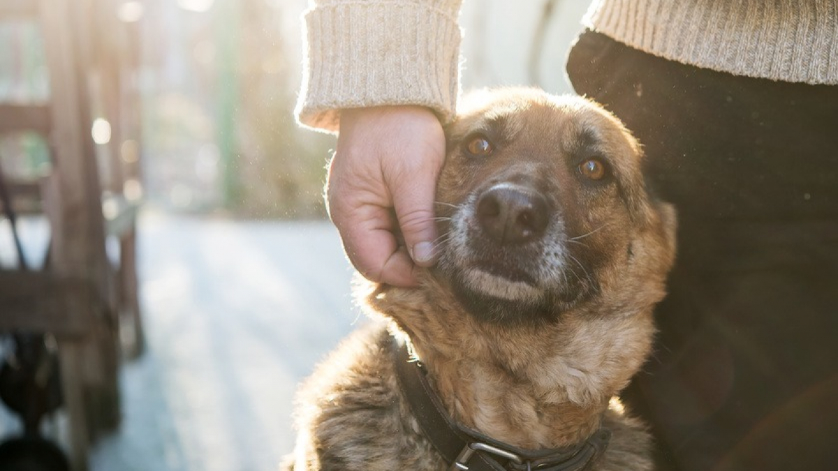 Illustration : "12 chiens retirés à un élevage illégal dans les Alpes-Maritimes"