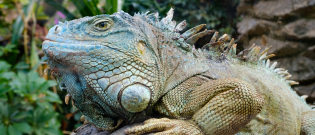 Illustration : "Faire garder son iguane"