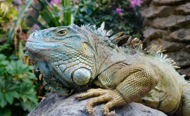 Illustration : "Faire garder son iguane"