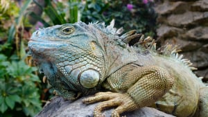 Illustration : Faire garder son iguane