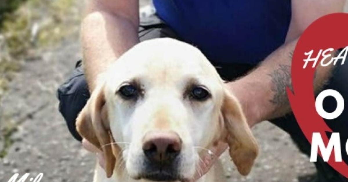 Connaitre La Race De Son Chien Il sauve la vie de son chien noyé en réalisant un bouche à bouche