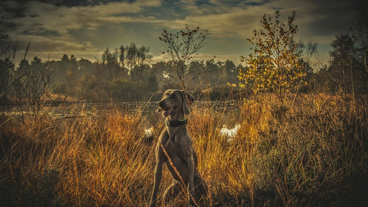 Illustration : "Des chiens de chasse s’en prennent à des poules dans une propriété des Côtes-d’Armor"