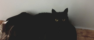 Illustration : "18 problèmes auxquels se confrontent tous les propriétaires de chats noirs"