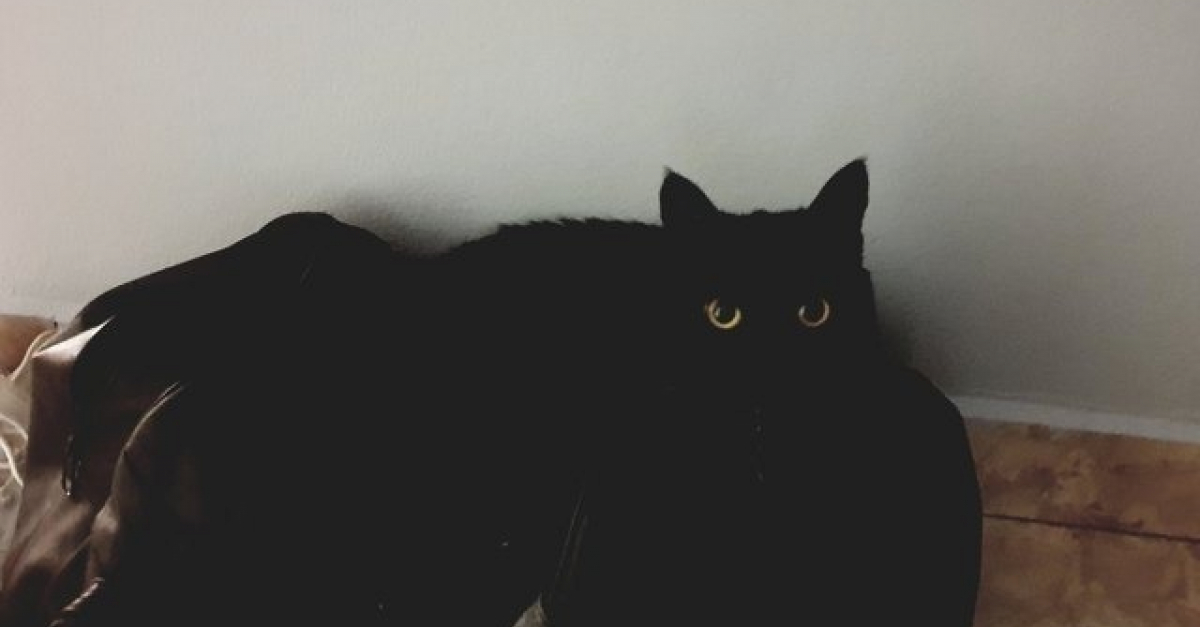 18 Problemes Auxquels Se Confrontent Tous Les Proprietaires De Chats Noirs