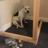 Illustration : Ce chien au pass&eacute; difficile a d&eacute;sormais sa propre maisonnette, construite par son nouveau papa