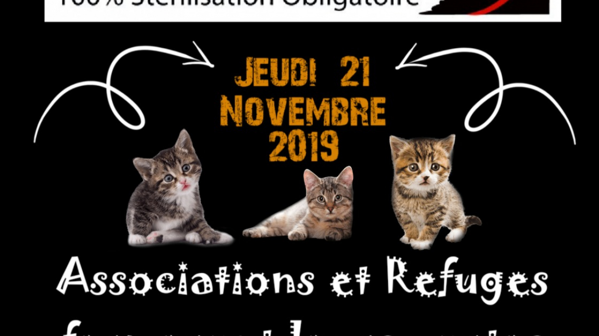 Illustration : "Associations et refuges fermeront leurs portes pour dénoncer l’explosion des abandons et d’euthanasies de chats en France"