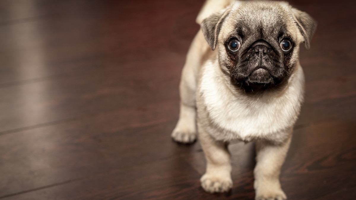 Illustration : "Agressif, anxieux ou au contraire pot-de-colle ? Tout est inscrit dans l'ADN de votre chien !"