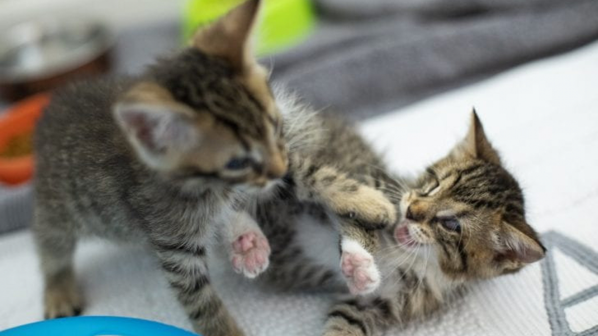 Illustration : "Deux chatons aveugles retrouvés et secourus ils étaient piégés sous un parechoc !"