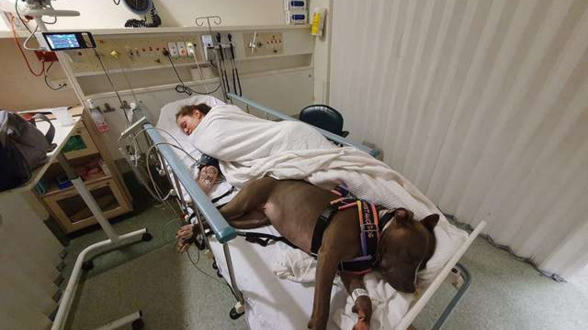 Illustration : "Une chienne refuse de laisser sa maîtresse seule sur son lit d’hôpital après lui avoir sauvé la vie"