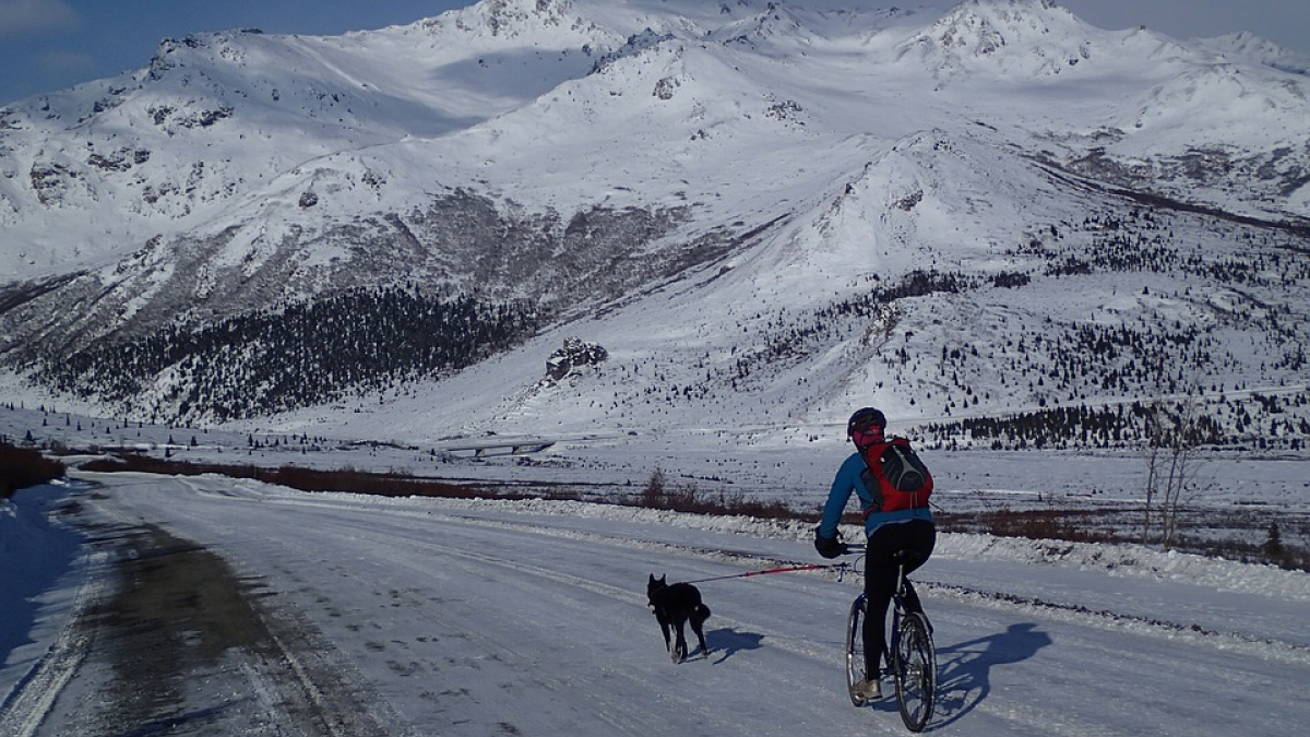 Illustration : "Le bike-joring une nouvelle activité sportive à pratiquer en famille et avec son chien  ! "