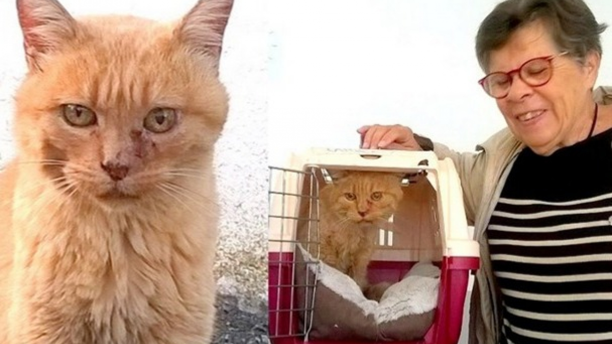 Illustration : "Un chat retrouvé grâce à son tatouage, 11 ans après sa disparition"