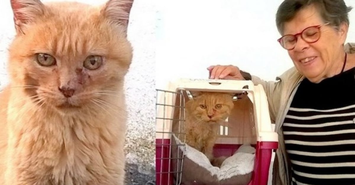 Un Chat Retrouve Grace A Son Tatouage 11 Ans Apres Sa Disparition