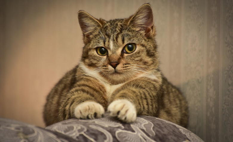 5 Raisons Pour Lesquelles Votre Chat Petrit Avec Ses Pattes