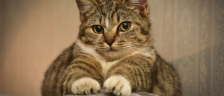 Illustration : "5 raisons pour lesquelles votre chat pétrit avec ses pattes"