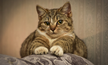 Illustration : "5 raisons pour lesquelles votre chat pétrit avec ses pattes"