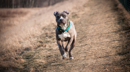 Illustration : Possible euthanasie pour le chien qui avait mordu une fillette à Carpentras