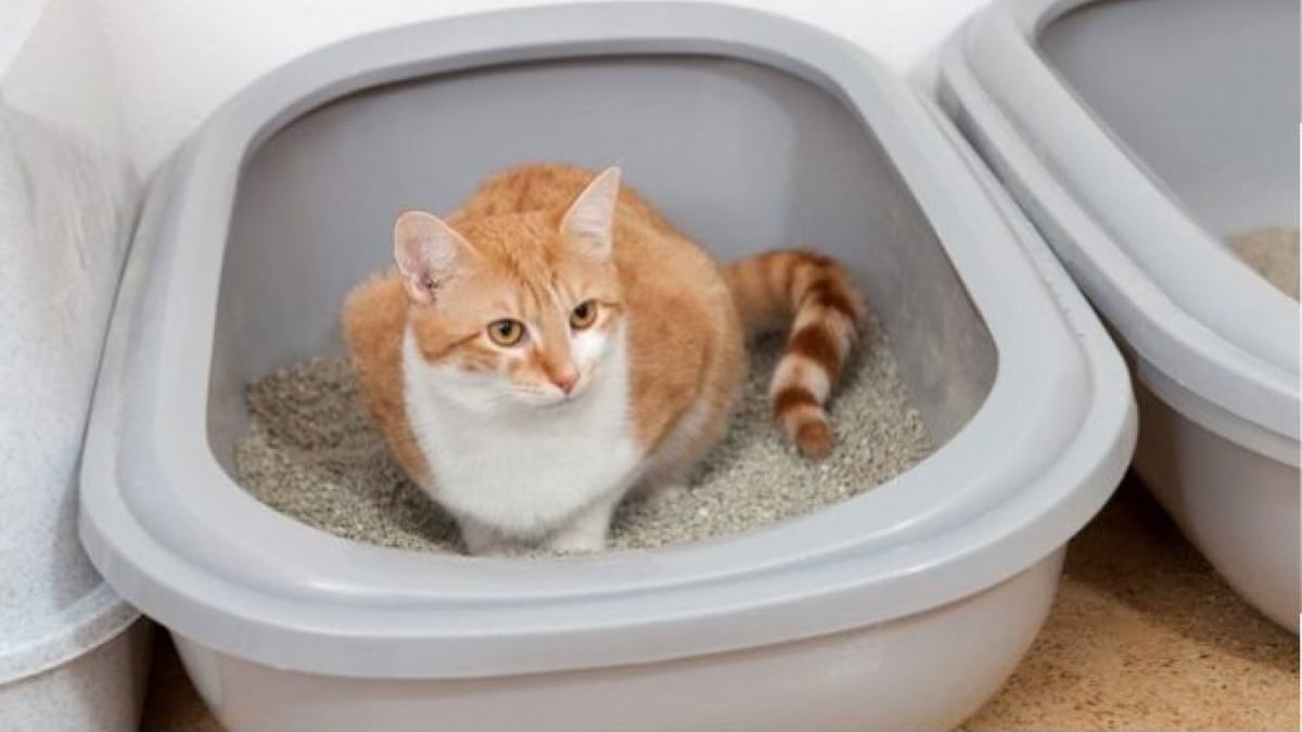 Illustration : "7 astuces pour combattre les odeurs de la litière de votre chat"