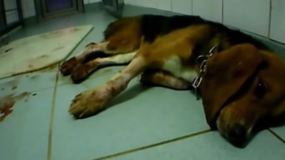 Illustration : "Une vidéo-choc révèle les tortures subies par les animaux dans un laboratoire allemand"
