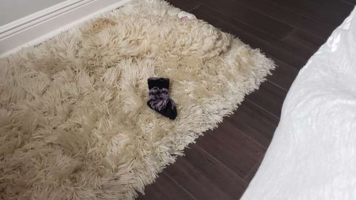 Illustration : "Il y a bien un chien couché sur ce tapis et beaucoup n’ont pas pu le voir du premier coup"
