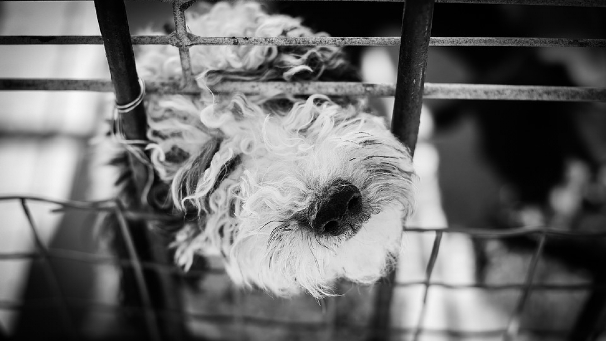Illustration : "Arrivée à Roissy de 3 chiens sauvés de l’abattoir en Chine"
